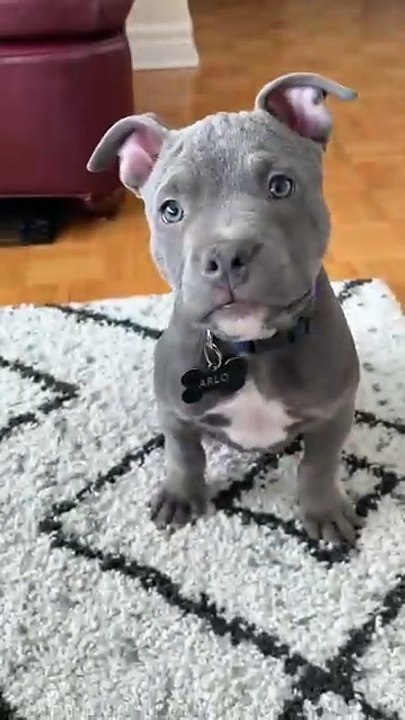 funny video animal