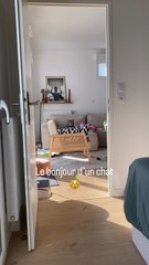 Un morceau de vie d’un chat pas malheureux 😽