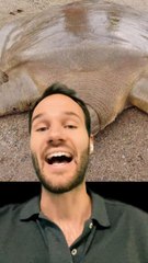 Une TORTUE GEANTE sans CARAPACE