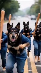 How to cat and dogs faiting far video the interested videos