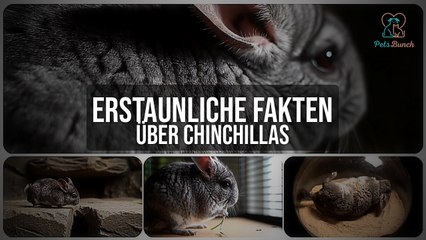 Erstaunliche Fakten über Chinchillas, die du kennen musst!
