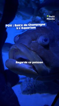Des poissons jamais vus comme ça ! 📍 Aquarium de Paris, 5 Avenue Albert de Mun, Paris 16©️ Crédit : @petitmauda🎁 Tous nos bons plans en bio ! ❤️‍🔥👉🏻 Abonne-toi pour découvrir d’autres spots insolites à Paris !