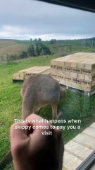 Kangaroo diaries only in Australia 🇦🇺