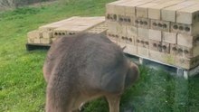 Kangaroo diaries only in Australia 🇦🇺