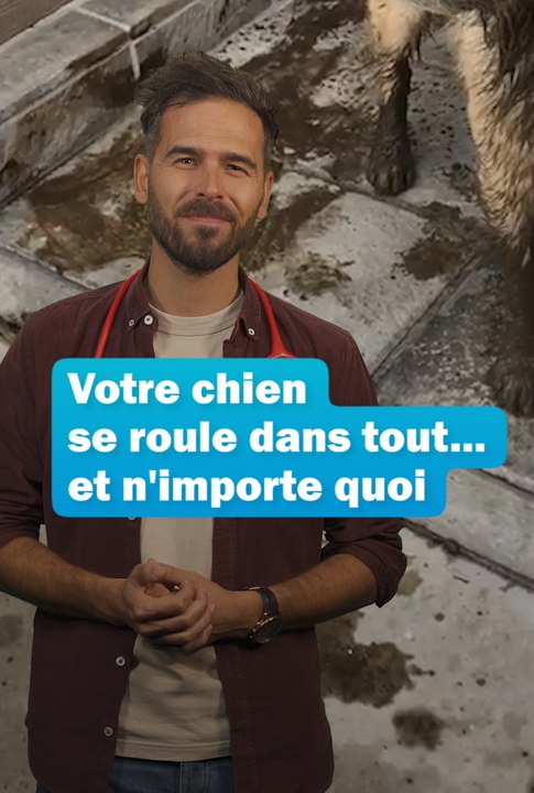 Votre chien se roule dans tout et n'importe quoi - Les conseils du véto