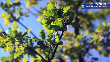 Nel verde ben gestito gli alberi crescono di piu'