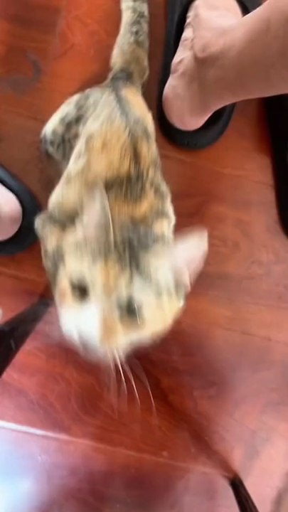 KUCING BISA KAYANG