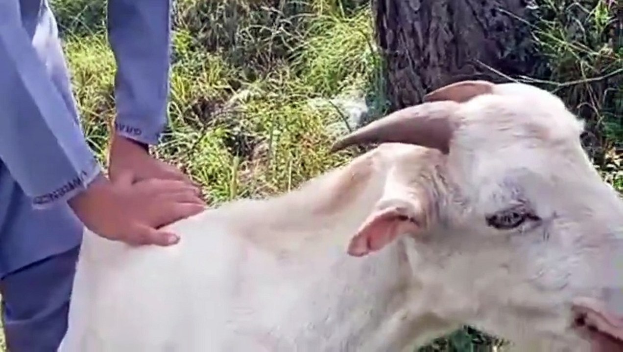 Teddy Cross Bakra &2 Goats /Islamabad