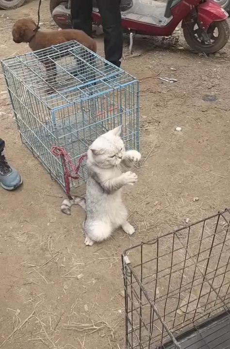 cute animals 😼😂cute pet's