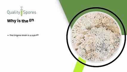 Buy Enigma Brain Coral Cubensis Spores Online|Mushroom Spores for Sale