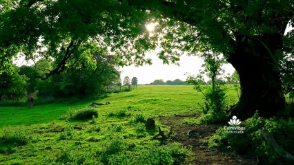 Countryside Nature Sounds for Sleep