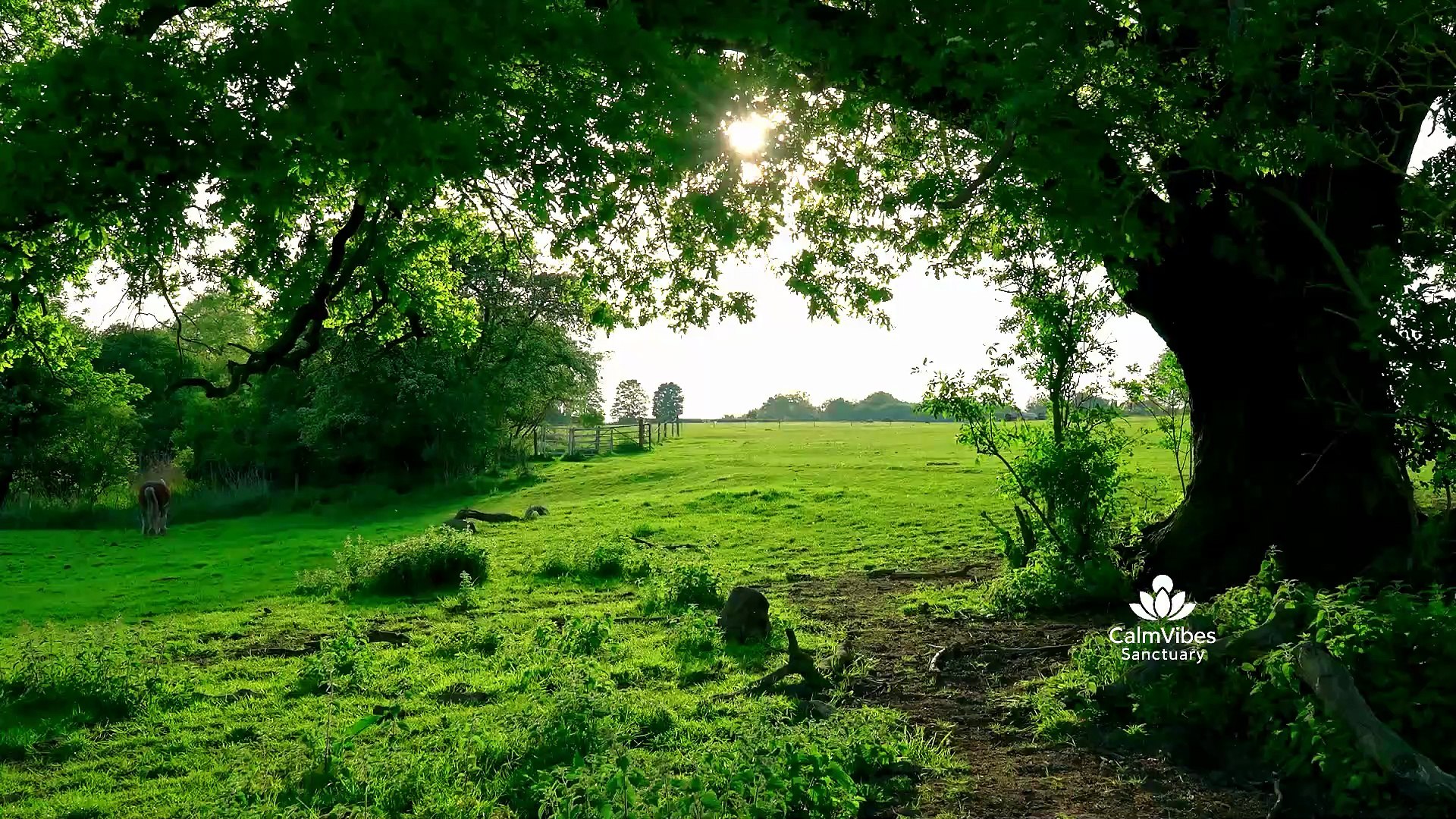 ⁣Countryside Nature Sounds for Sleep