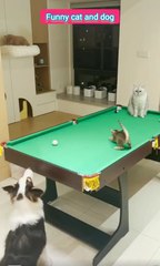 . "Cutest Animal Bloopers: Dogs and Cats Doing the Funniest Things!"