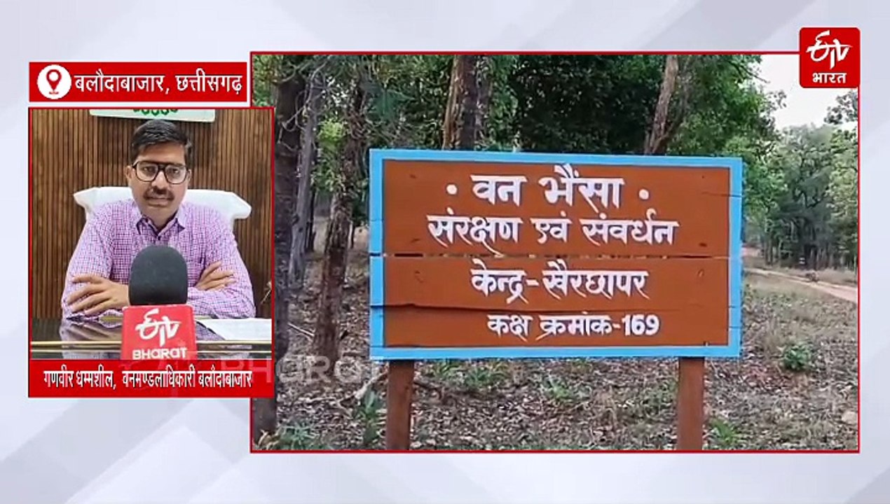 छत्तीसगढ़ के राजकीय पशु वन भैंस की नई सुरक्षित पनाहगाह, वनभैंसों के संरक्षण में बारनवापारा अभयारण्य ने लिखी नई कहानी