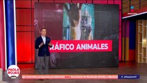 Crece el mercado ilegal de grandes felinos en México | DPC con Paola Rojas