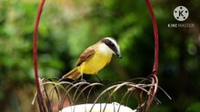 Os animais mais fofos do mundo N•506