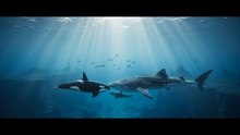 Orcas vs. tiburones ballena: La nueva batalla del océano.