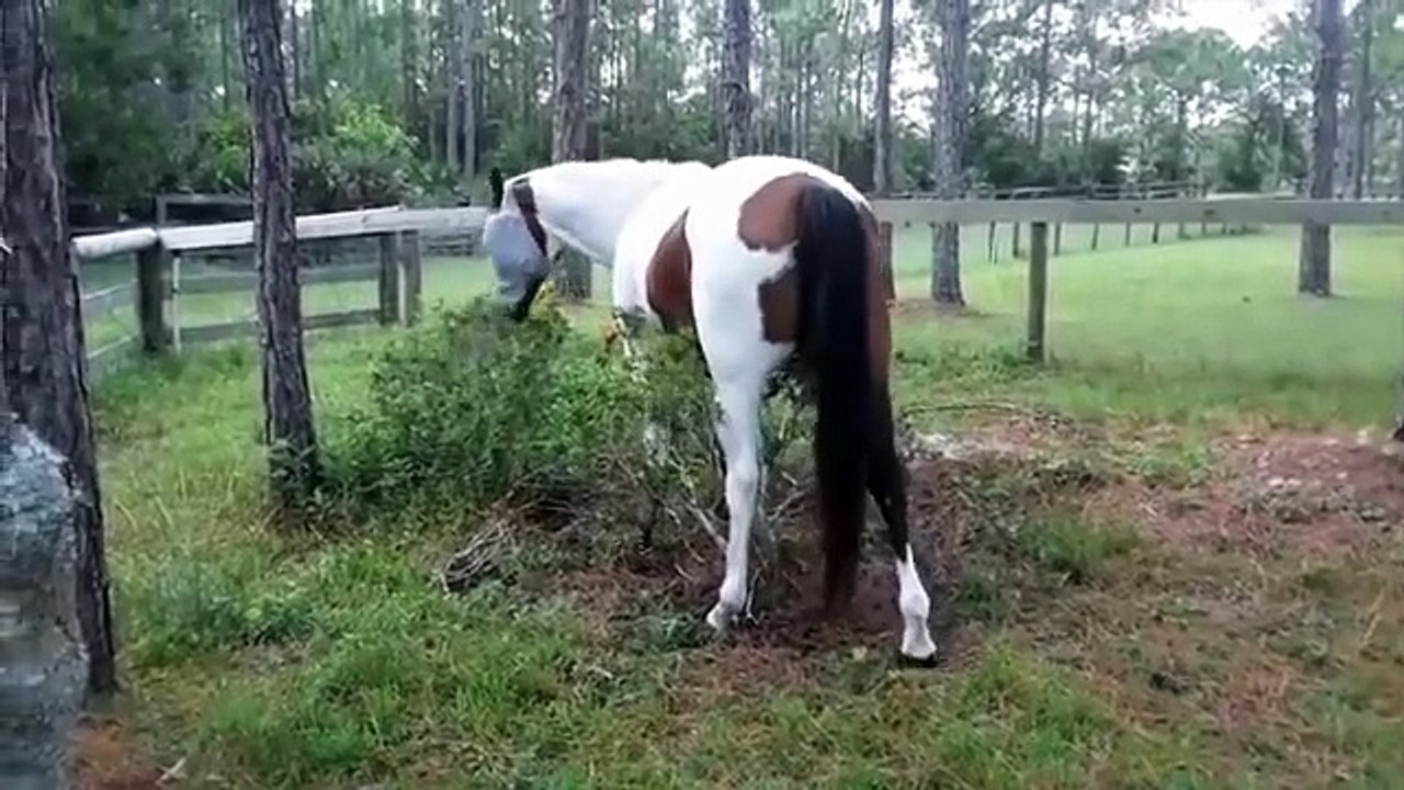 Super hilarious animal funny video compilation with cute cats dogs and pets doing silly things