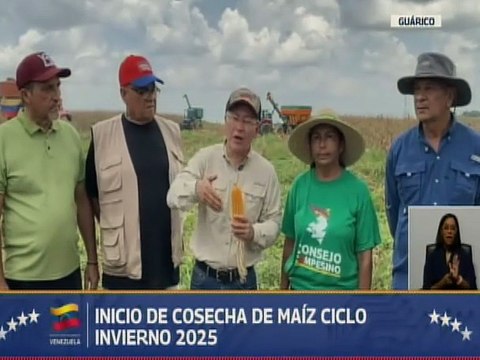 Guárico incrementa la producción de maíz con más de 170 mil hectáreas sembradas