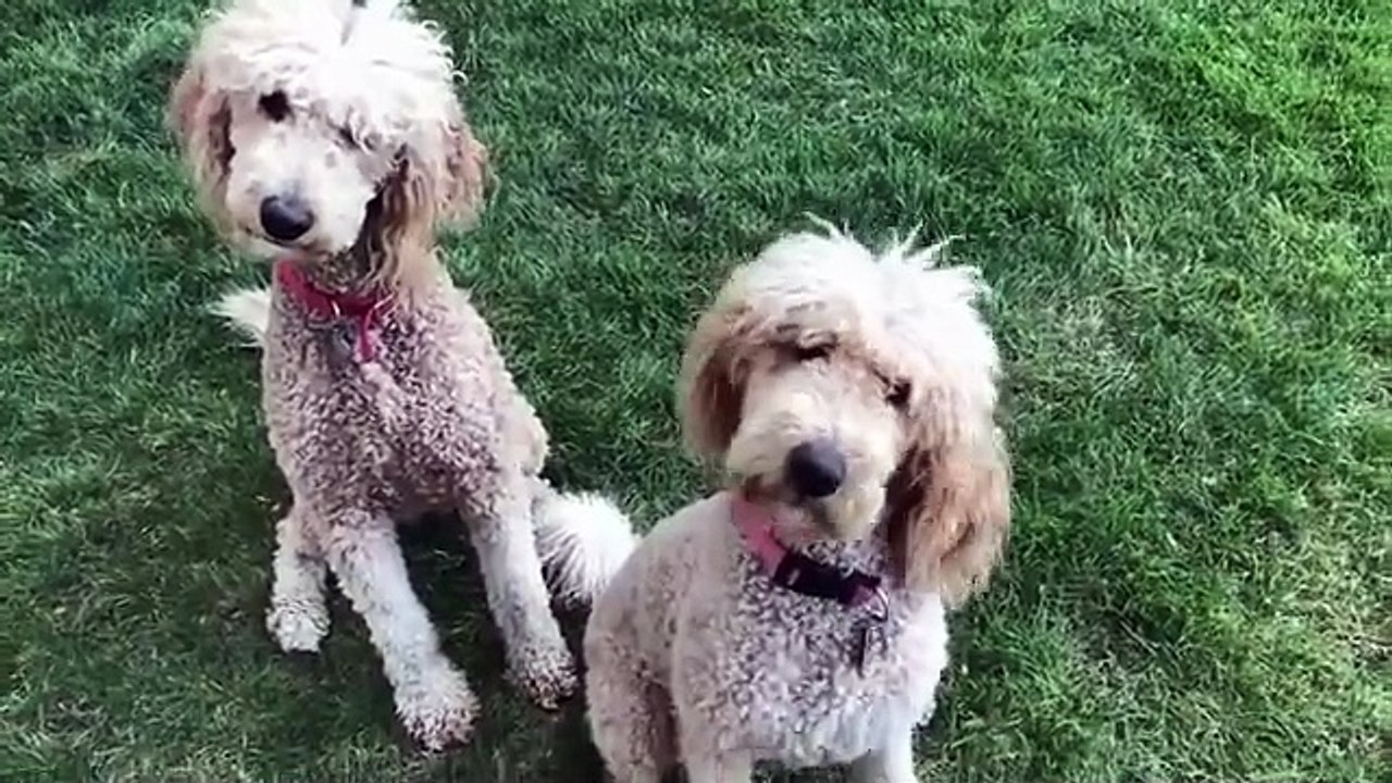 Animal funny video that will make you laugh out loud with cats dogs and pets