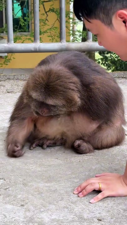 Tell me who is real xingxing 😁 #monkey #monkey...