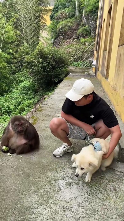 They used to be good friends. #monkey #monkey #xingxing #cute #lovely