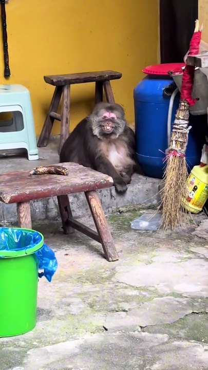 This monkey is 80 years old you know？ #monkey #monkey #xingxing