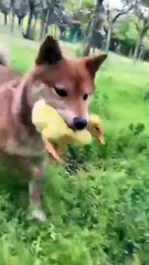Tall dog befriends  ducklings and hedgegog . A beautiful moment #95