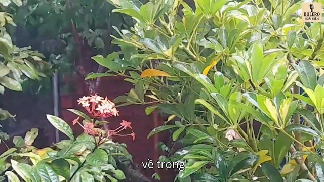 Mưa Rơi Kể Chuyện – Bolero Hoài Niệm Buồn Man Mác | Nhạc Vàng Trữ Tình