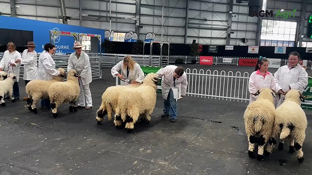 Valais Blacknose judge travels from England to Melbourne Royal Show