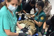 Chiapas aumenta casos de decomisos de animales; luchan por salvar un jaguar incautado