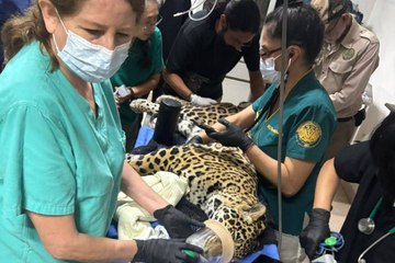 Chiapas aumenta casos de decomisos de animales; luchan por salvar un jaguar incautado