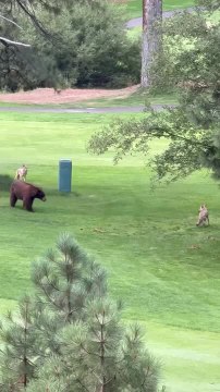 Group Of Coyotes Attack Bear Resting In Backyard