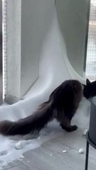 We Are Very Close To THIS :) #winter #shorts #cats #funny #funnycats #cute #viralcats #fyp