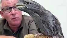 This is a Tawny Frogmouth, a unique Australian