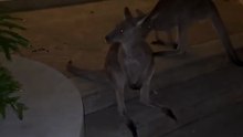 Kangaroo diaries only in Australia 🇦🇺