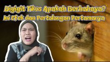 ​Digigit Tikus, Apakah Berbahaya? Ini Efek dan Pertolongan Pertamanya-Serius Ini Hewan?
