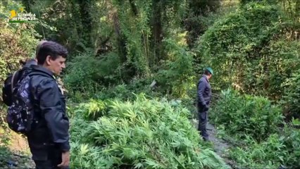 Scoperte 1300 piante di canapa indiana, maxi-sequestro nel Catanzarese