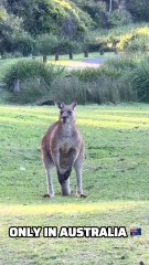 Kangaroo diaries only in Australia