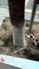 funny animals 😂cute kitten #viral #kitten #funnyanimals