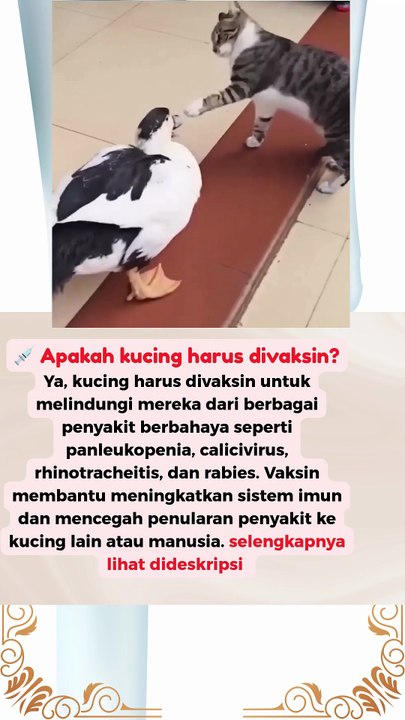 Apakah kucing harus divaksin
