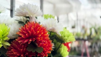 Red flowers are swaying. 越智夏音