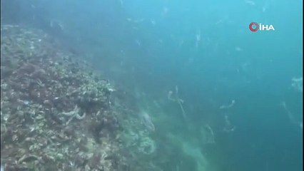 Marmara Denizi'nde kabus yeniden başladı