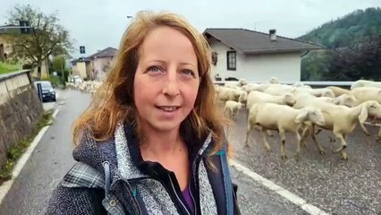 Un mare di pecore invade la provinciale a Nogar?