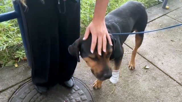 Violência atinge animais: cães são jurados de morte em favelas cariocas