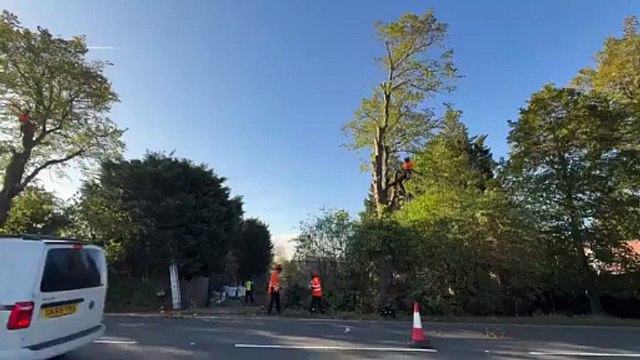 Two 130-year-old trees chopped down despite huge protests in Doncaster