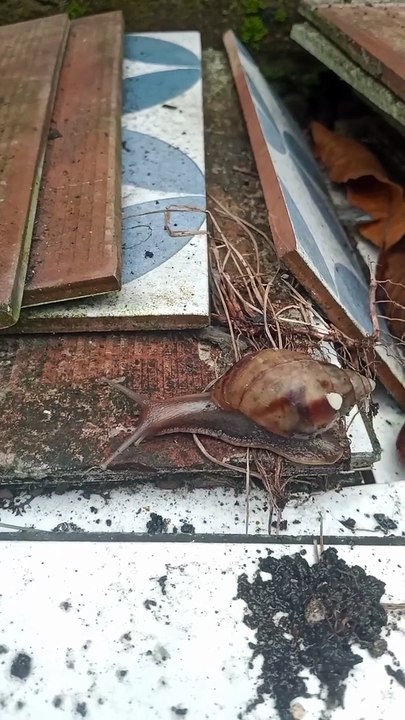 Little Snail