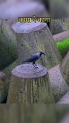 Crow at Marine Drive Mumbai