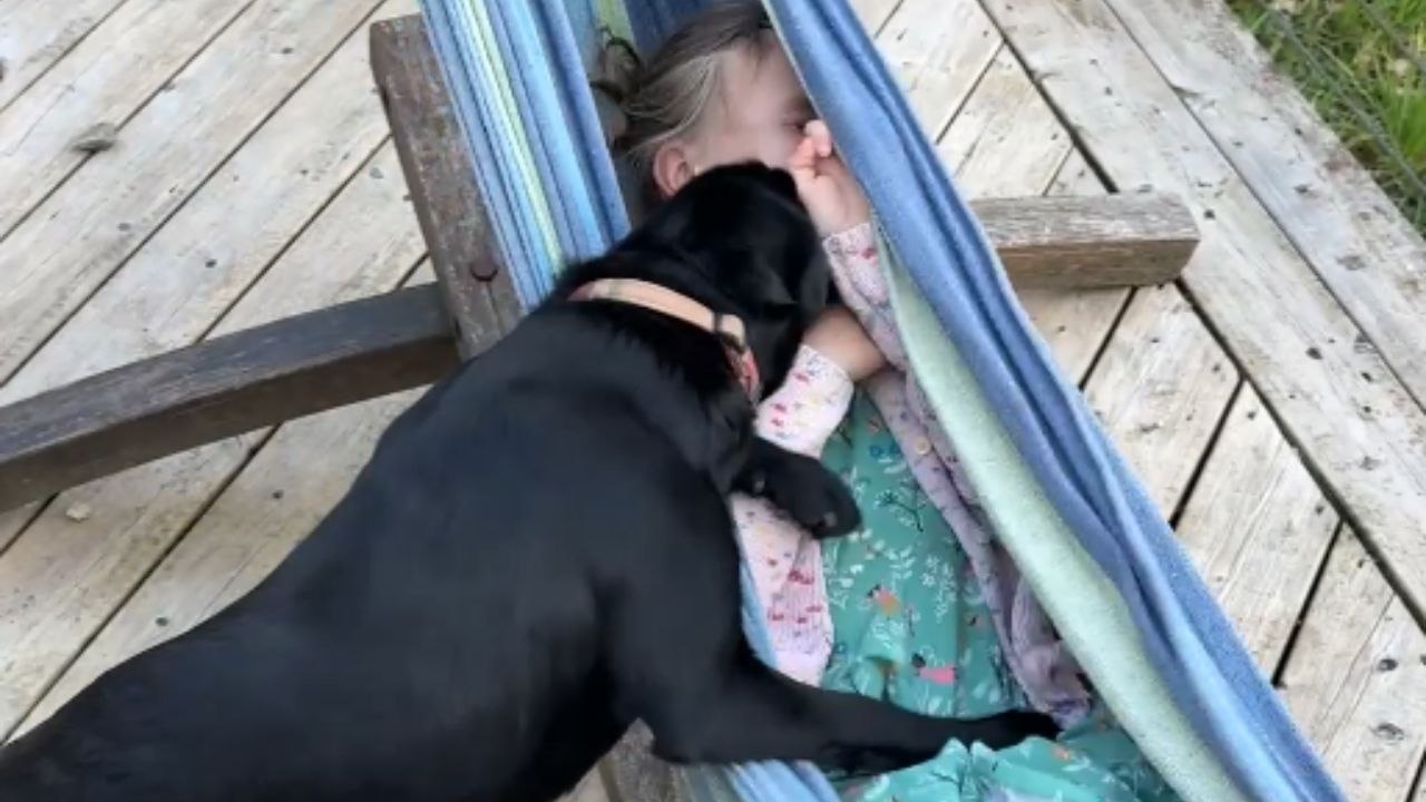 Dog jumps into hammock while little girl lounges in it during family trip