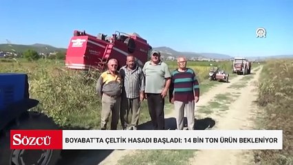 Boyabat’ta çeltik hasadı başladı: 14 bin ton ürün bekleniyor